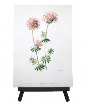 Dandelion herbarium