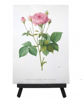 Light Pink Rose herbarium