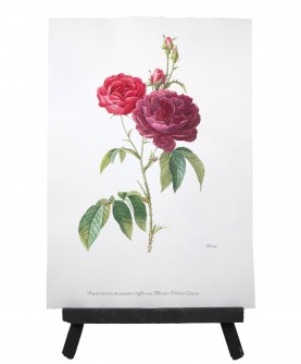 Herbier Rose rose fushia
